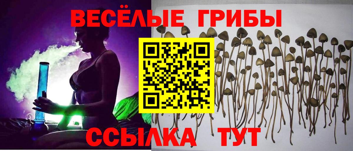 Ахтубинск  Псилоцибиновые грибы Psilocybe  Вход с VPN 